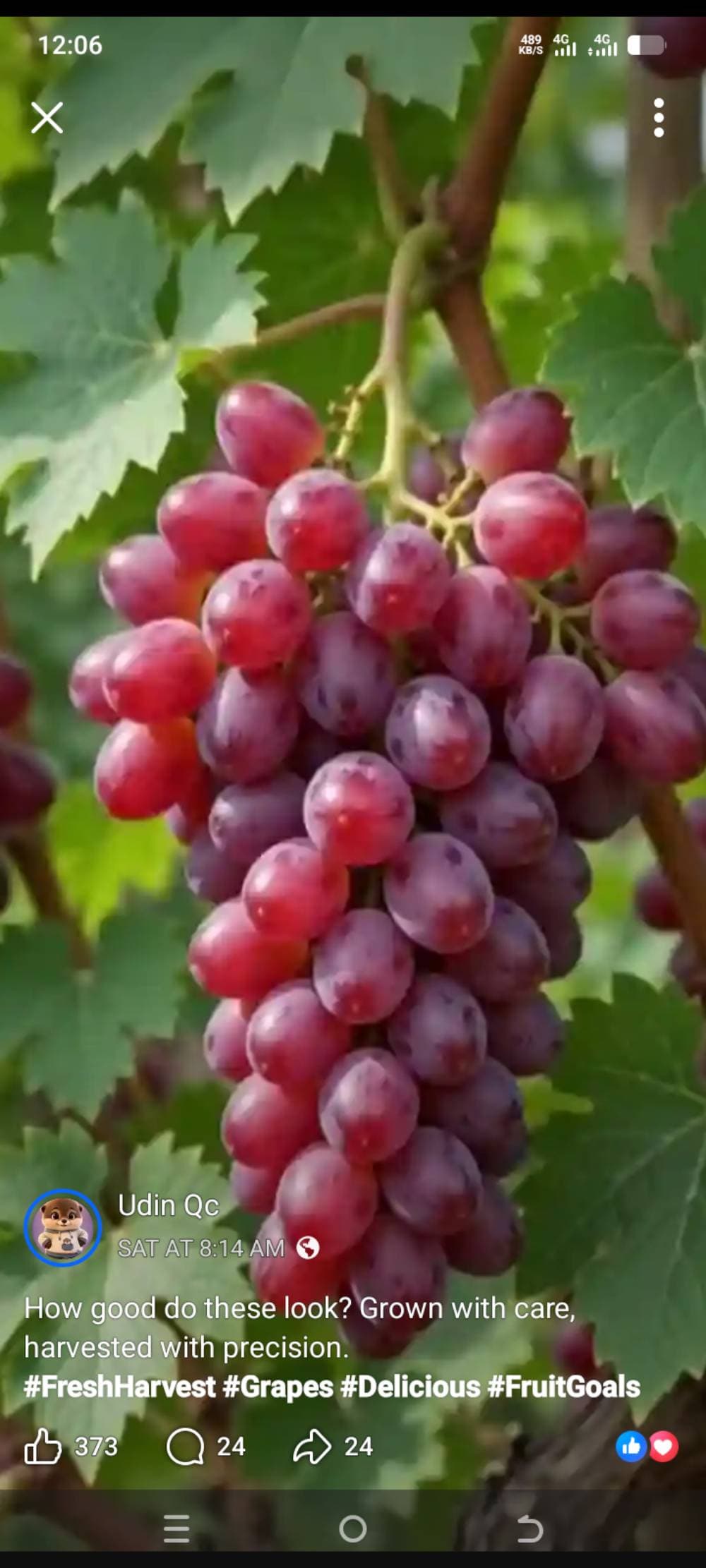 Cherry tunmeric